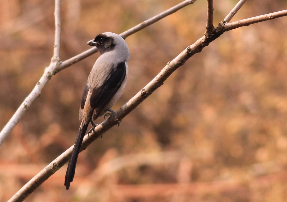 Long-tailed Shrike - ML612736300