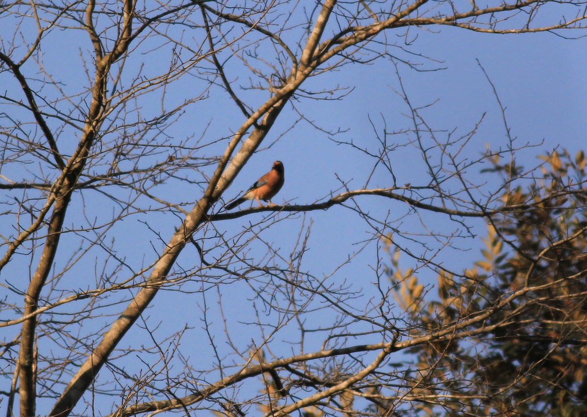 Eurasian Jay - ML612736310