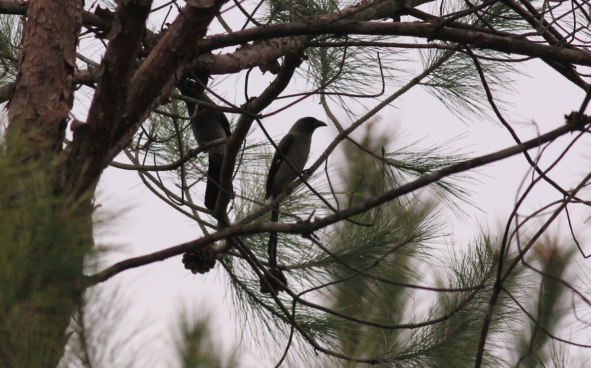 Gray Treepie - Marcos Wei