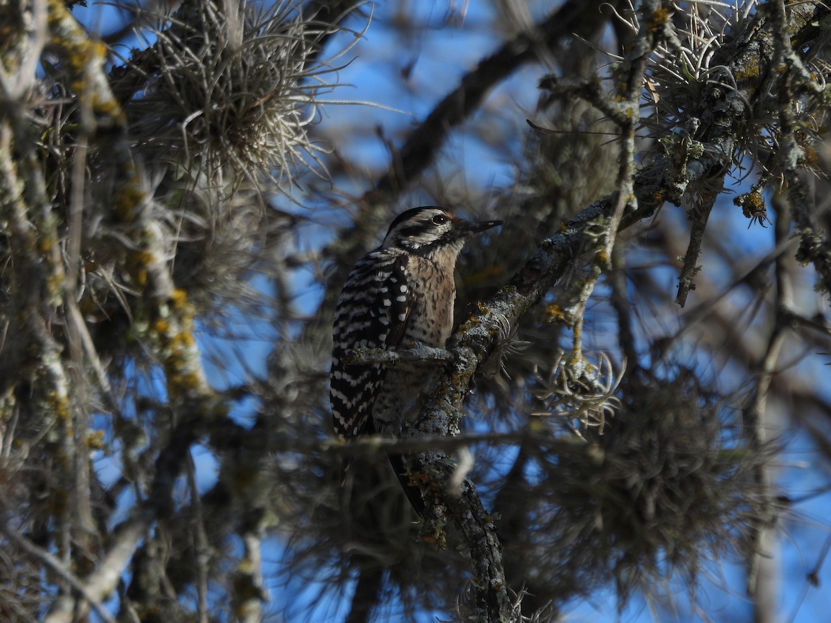 Ladder-backed Woodpecker - ML612736336