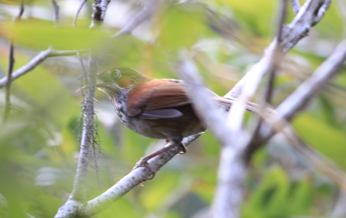 Streak-breasted Scimitar-Babbler - ML612736339