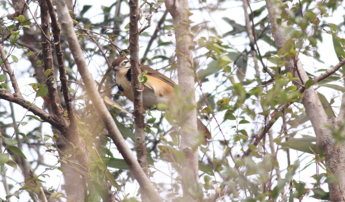 White-browed Laughingthrush - ML612736343