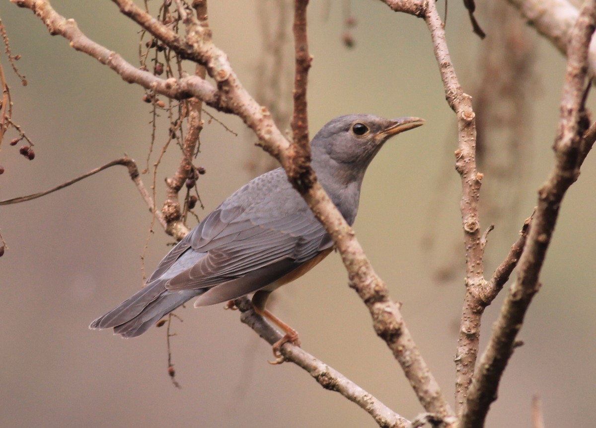 Merle à dos gris - ML612736344