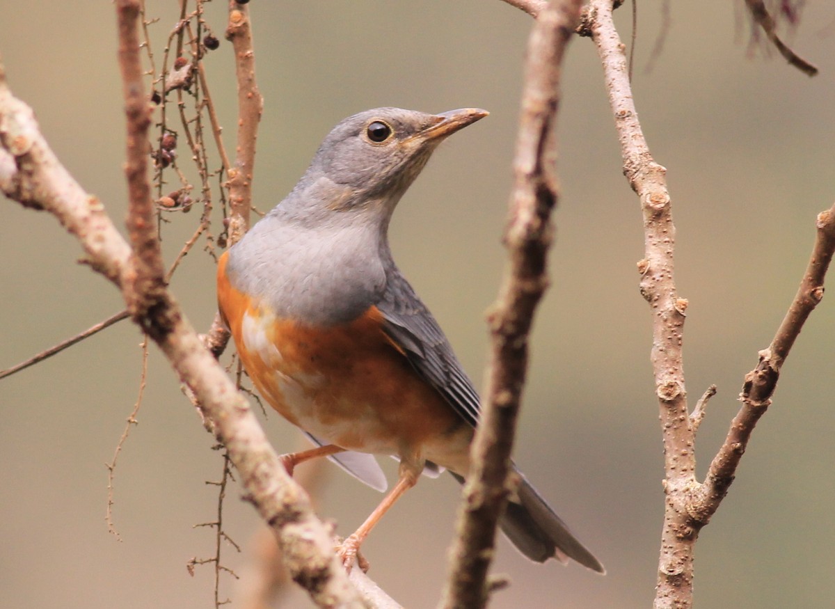 Gray-backed Thrush - ML612736345