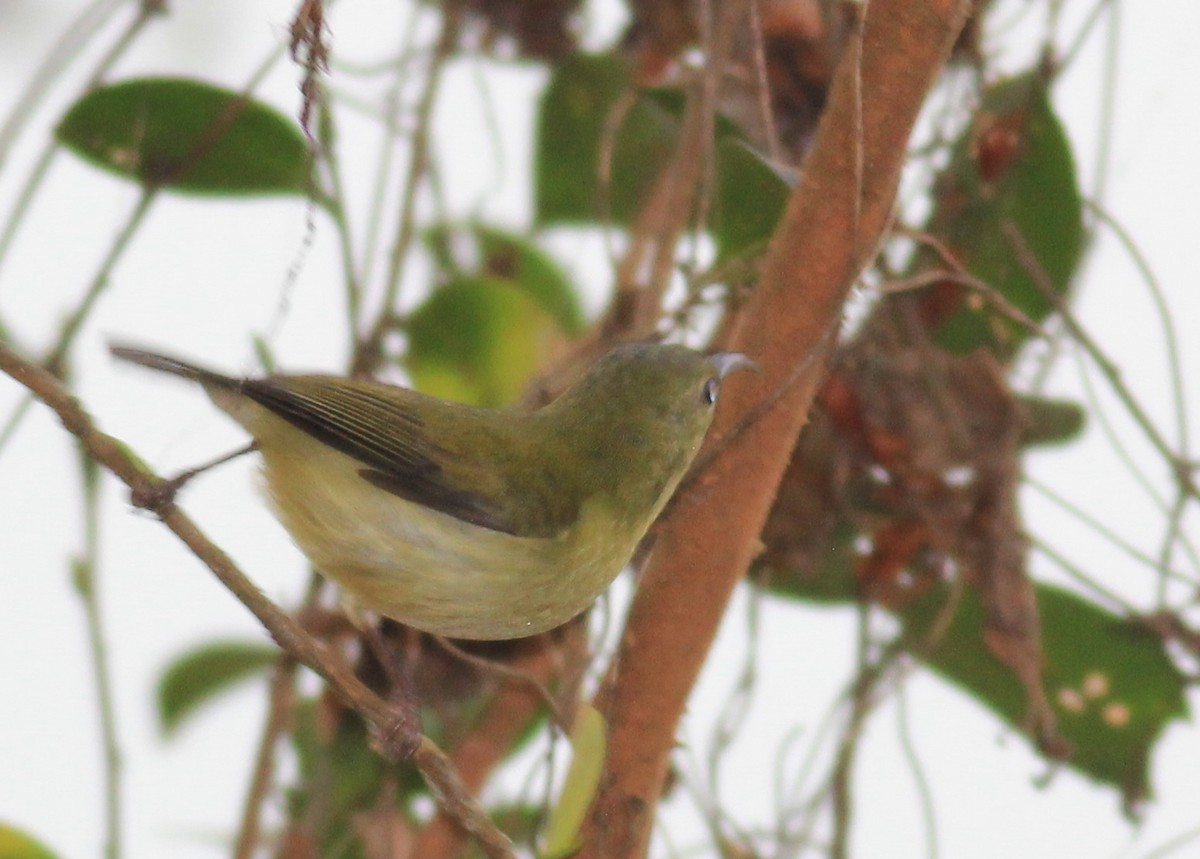 Fork-tailed Sunbird - Marcos Wei