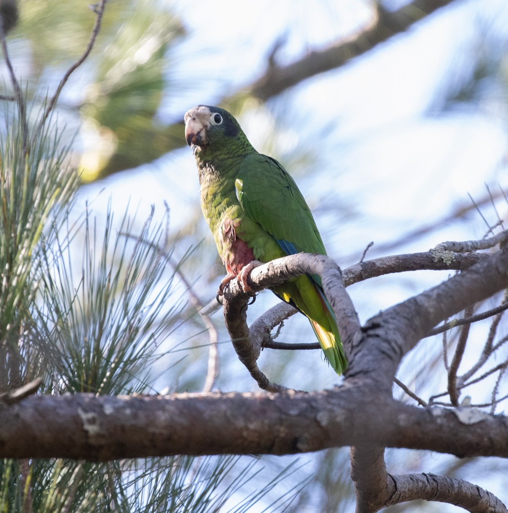 Hispaniolan Parrot - ML612736371