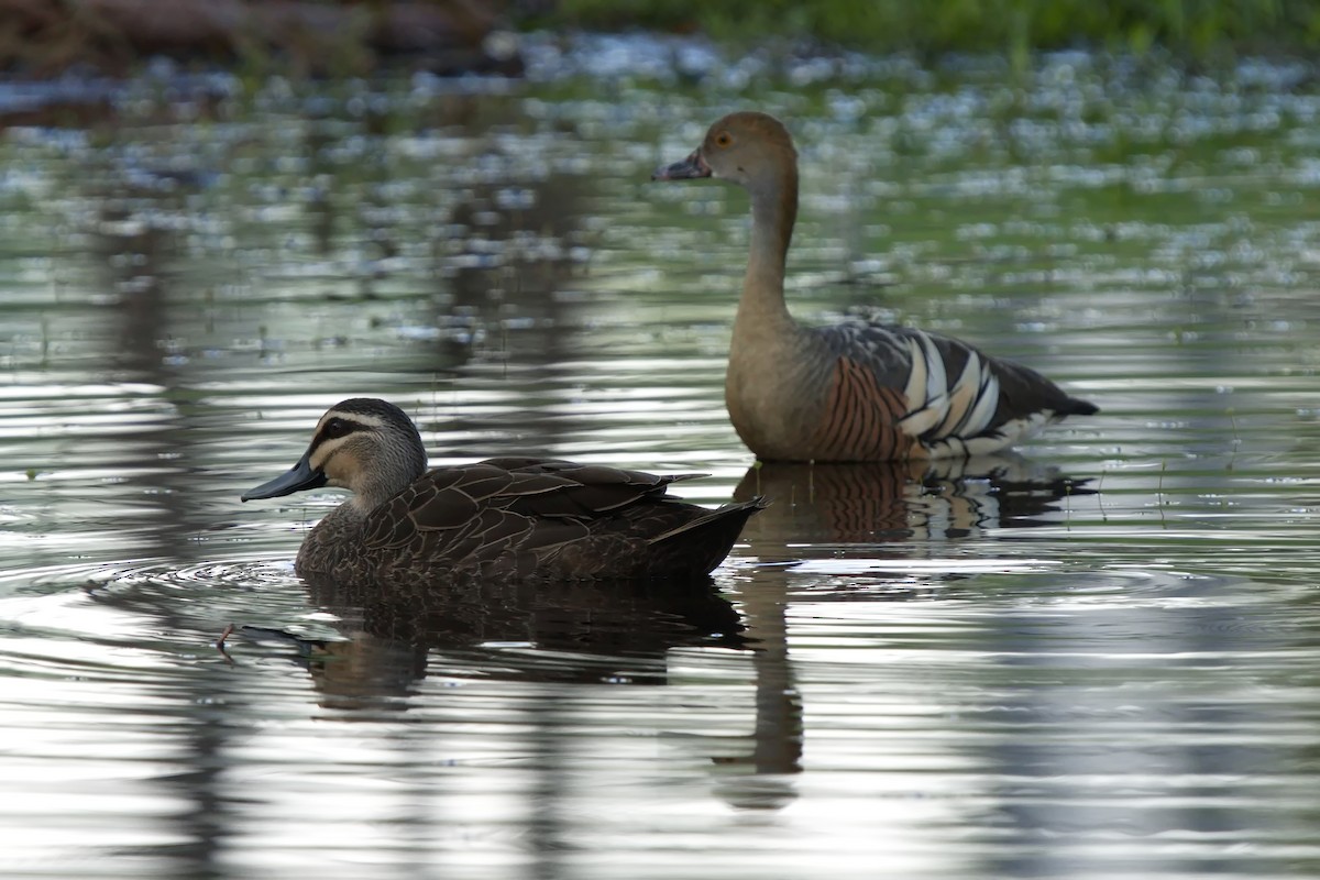 Pacific Black Duck - ML612736381