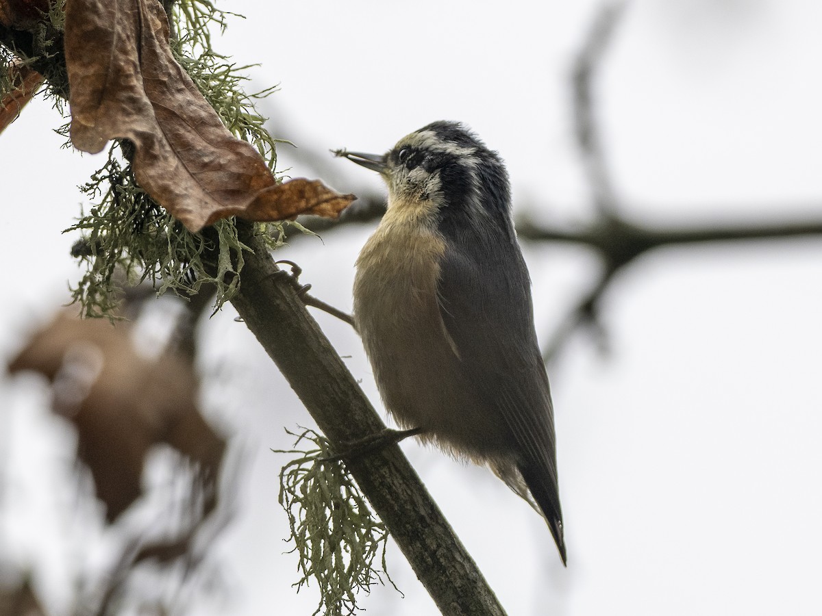 Red-breasted Nuthatch - ML612736437