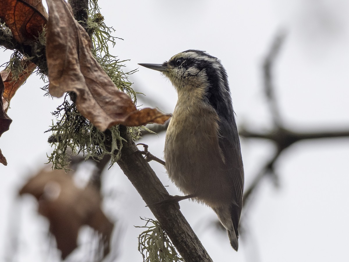 Red-breasted Nuthatch - ML612736438