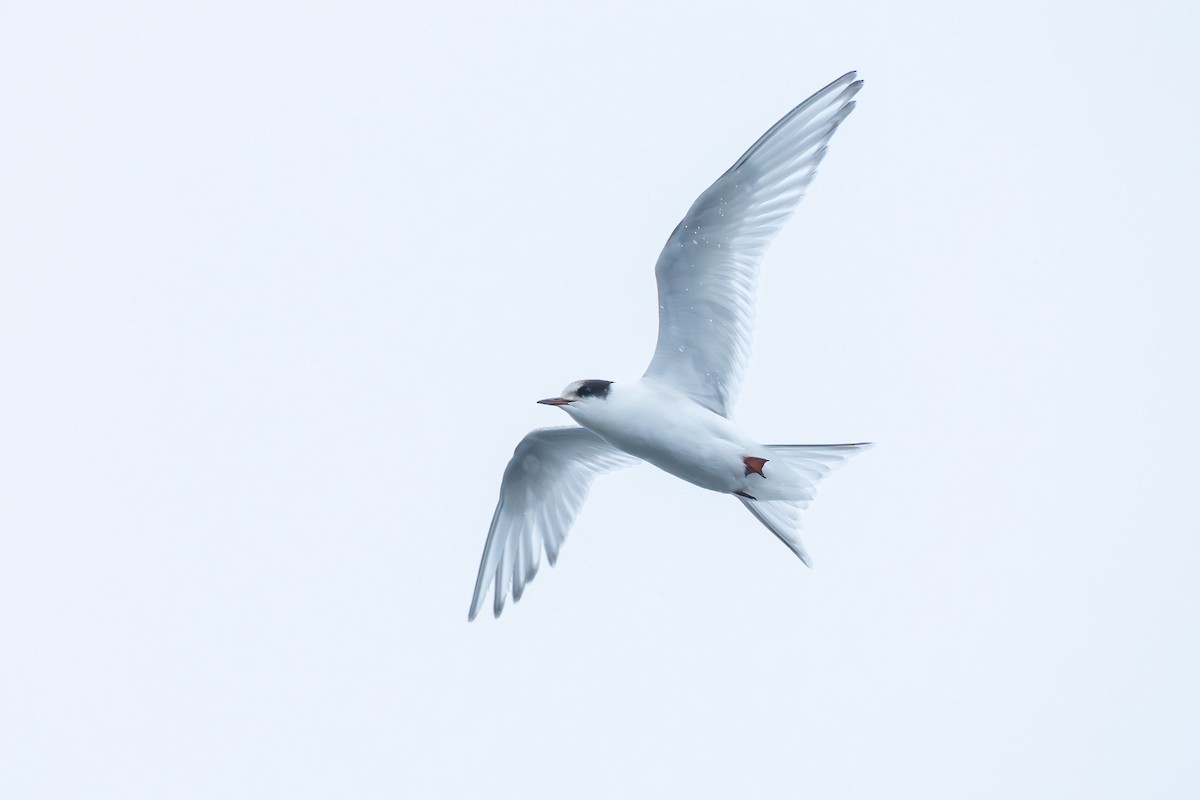 Arctic Tern - Christophe Sahli