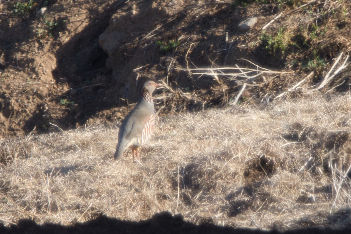 Barbary Partridge - ML612736505