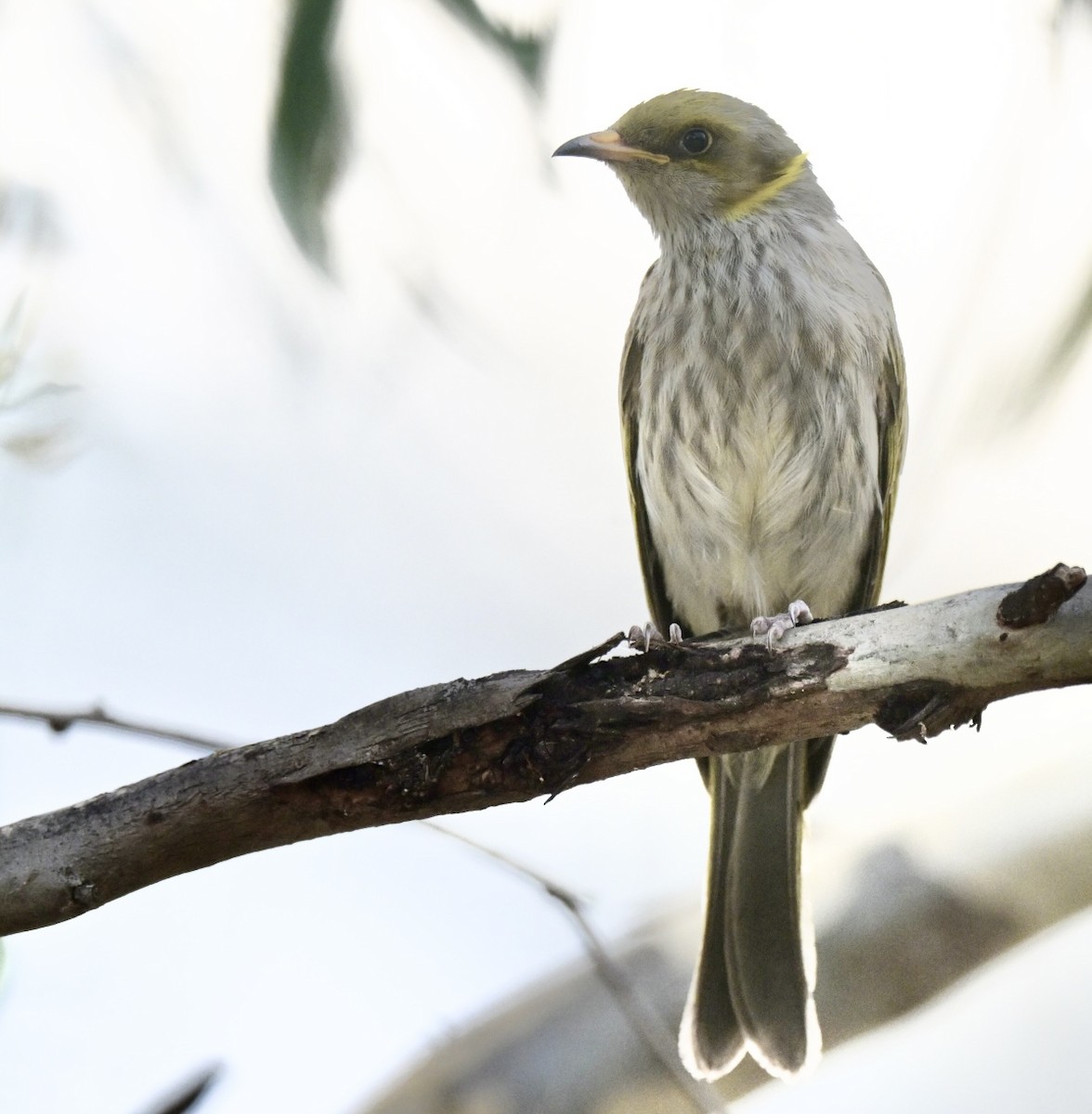 Yellow-plumed Honeyeater - ML612736518