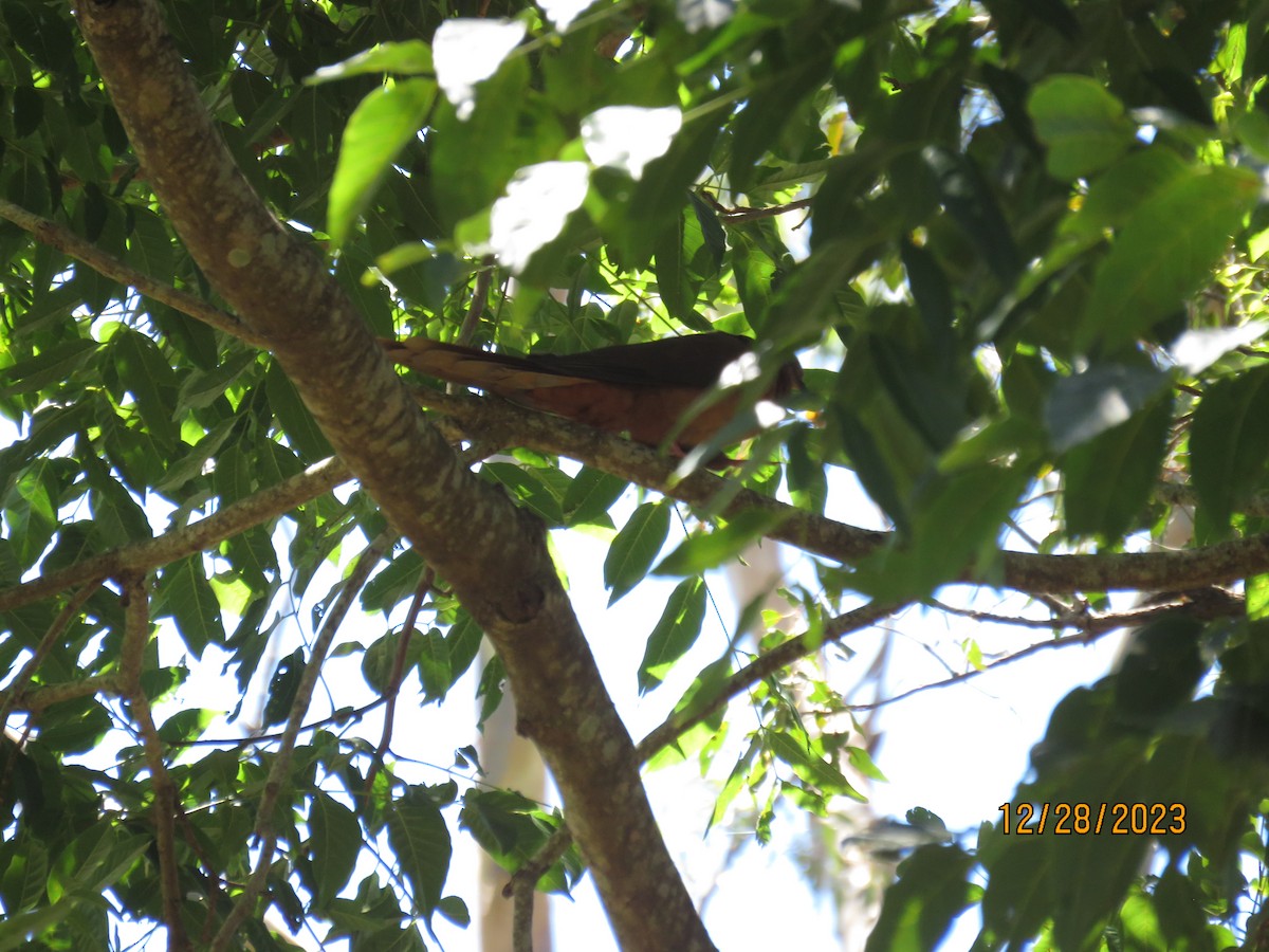 Brown Cuckoo-Dove - ML612736578