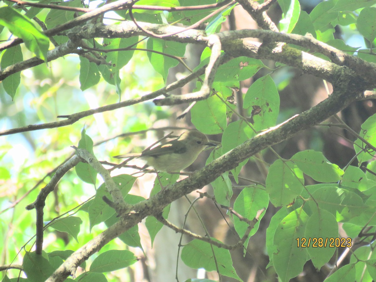 Large-billed Scrubwren - Kasha Gale