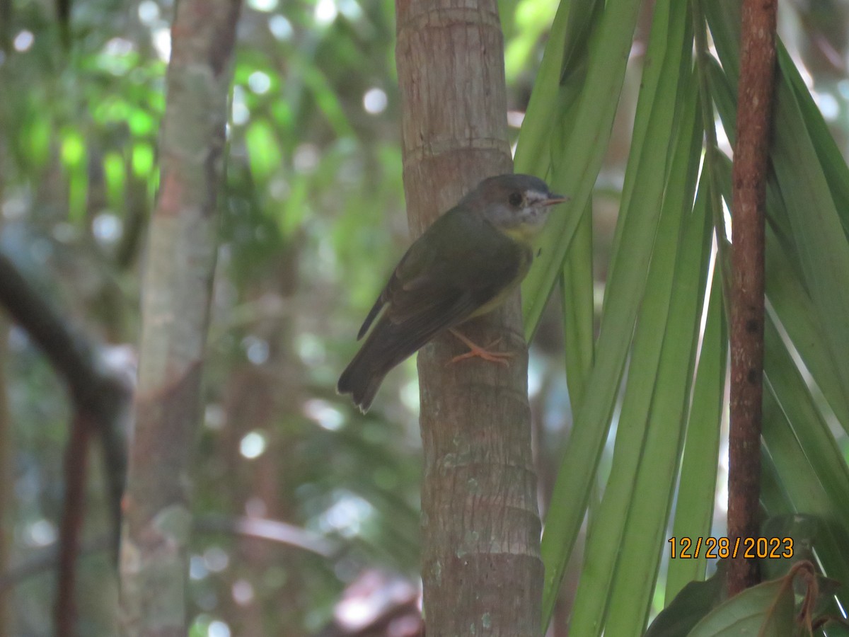 Pale-yellow Robin - ML612736591