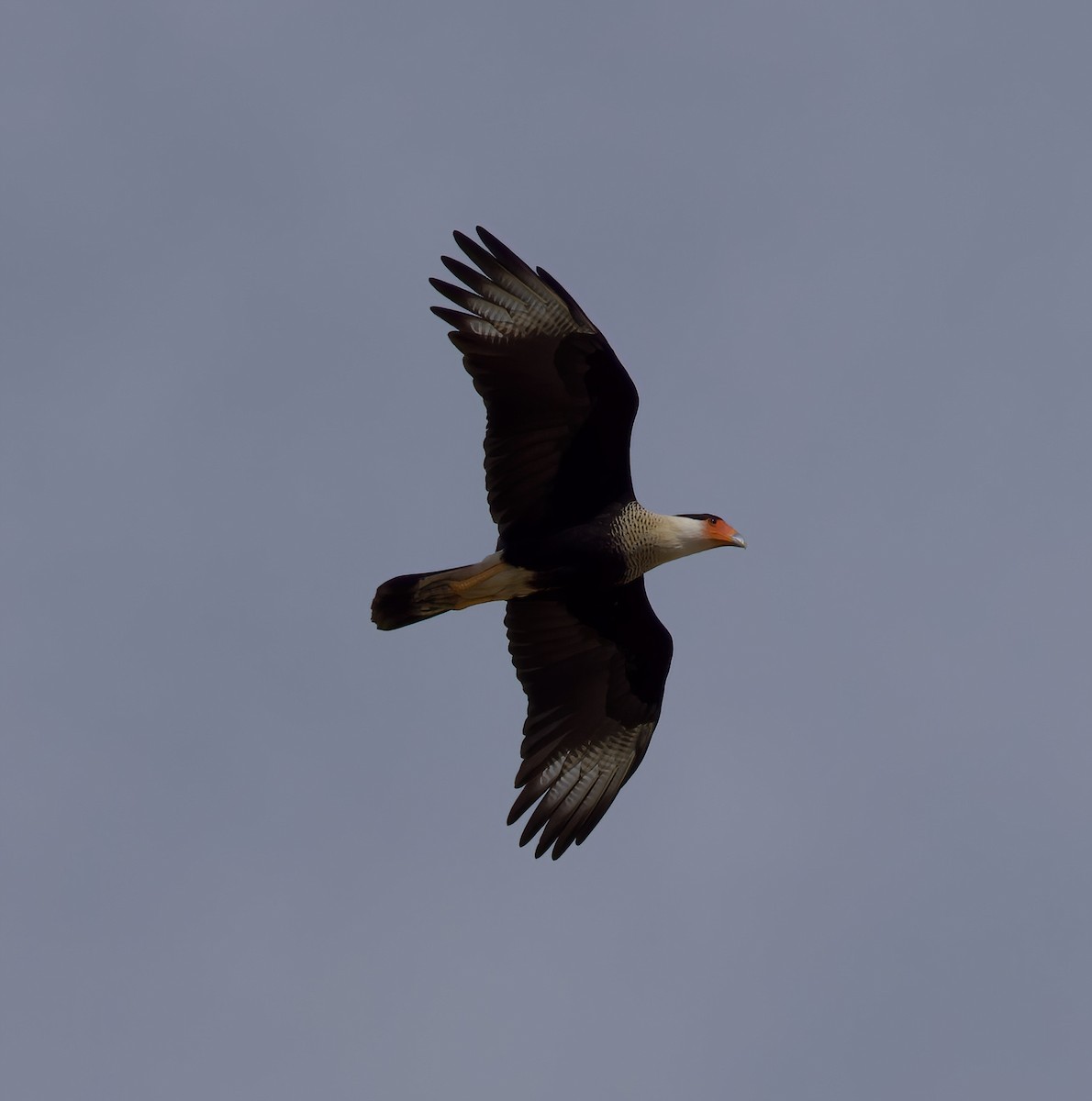 Crested Caracara - ML612736633