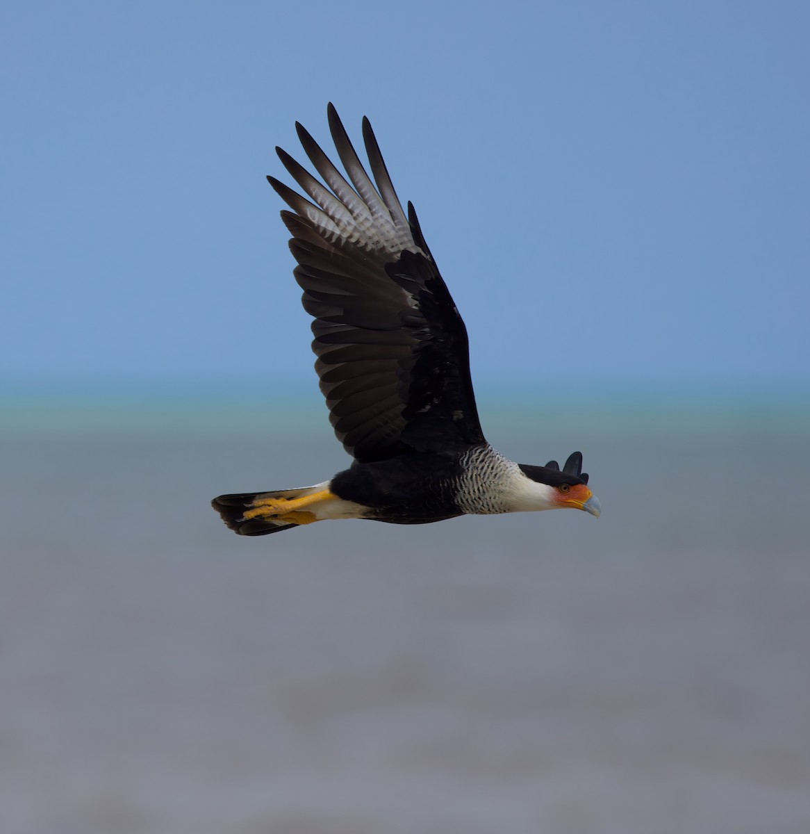 Crested Caracara - ML612736634