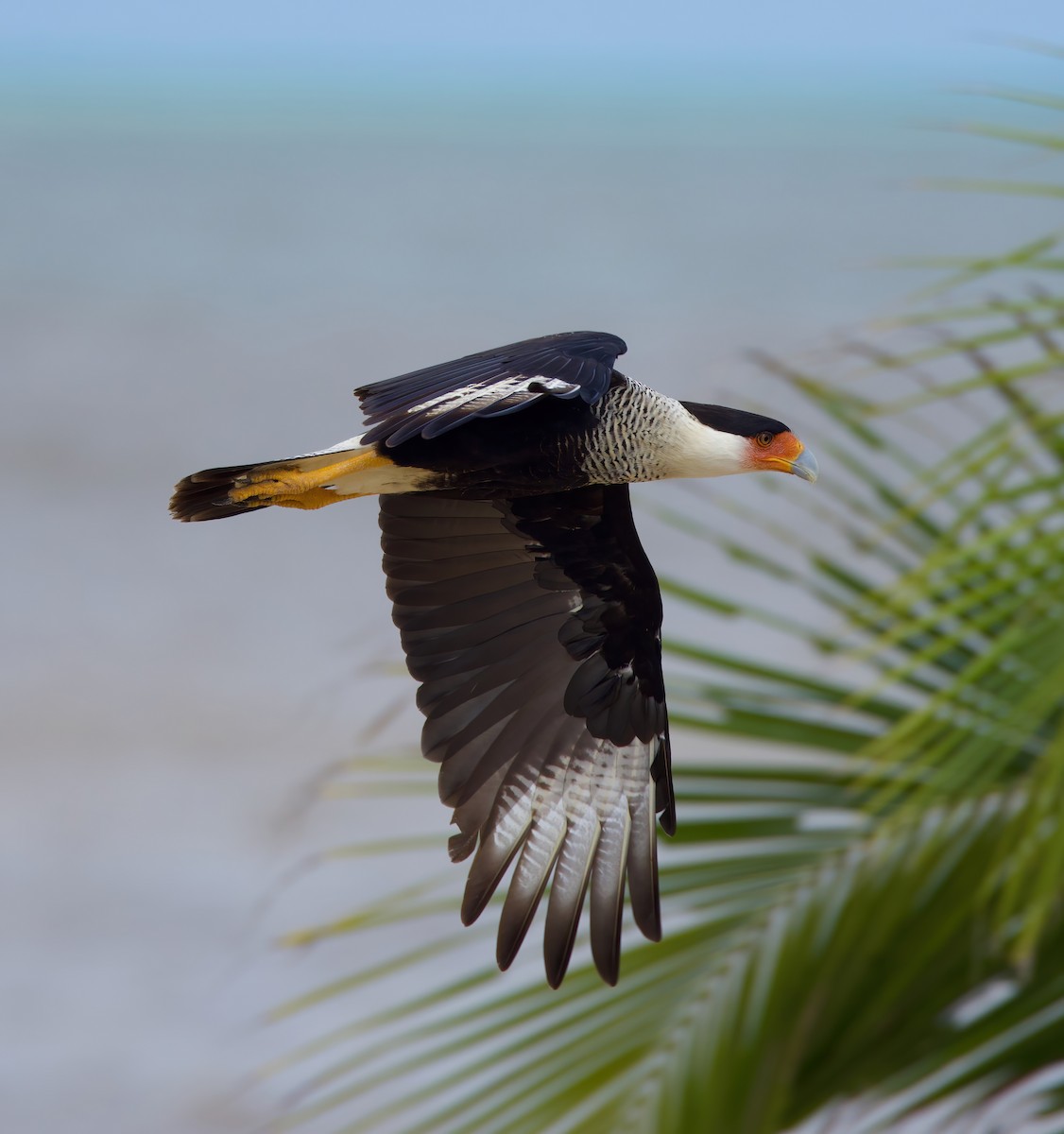 Crested Caracara - ML612736636