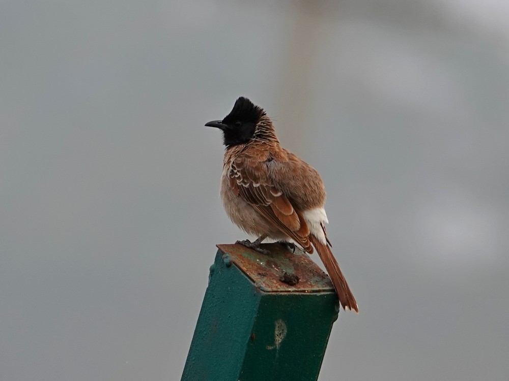 Red-vented Bulbul - ML612736653