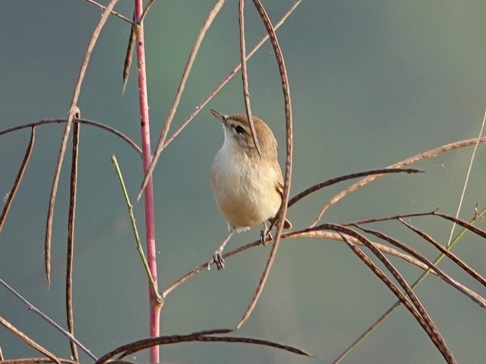 Booted Warbler - ML612736661