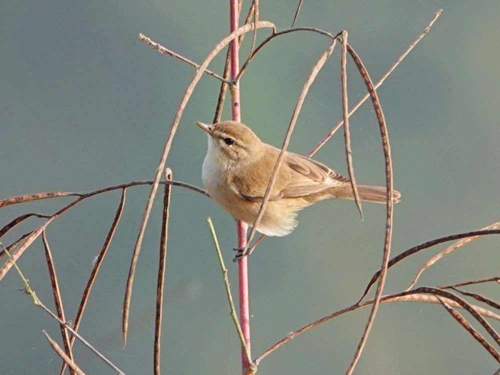 Booted Warbler - ML612736662