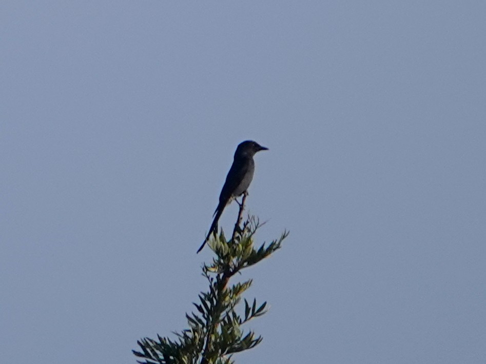 Ashy Drongo - ML612736681