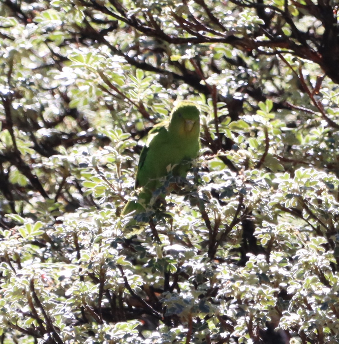 Andean Parakeet - ML612736686