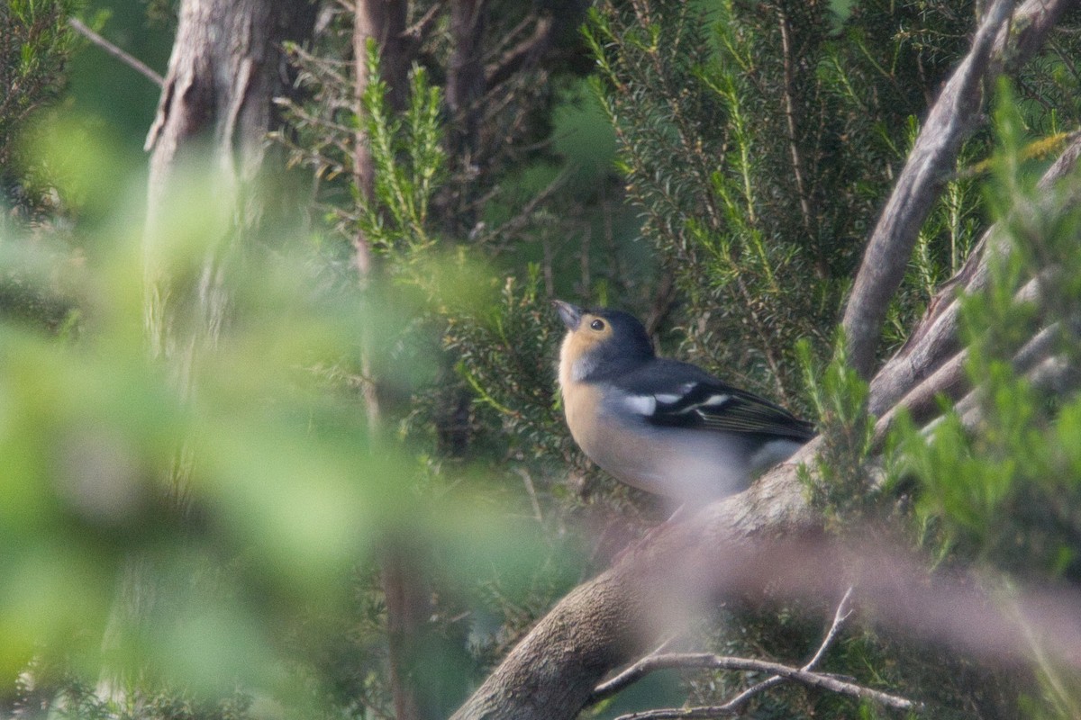 Canary Islands Chaffinch - Tomas Mazak