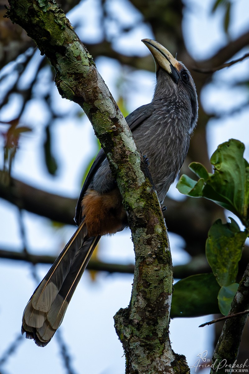 Malabar Gray Hornbill - ML612736693