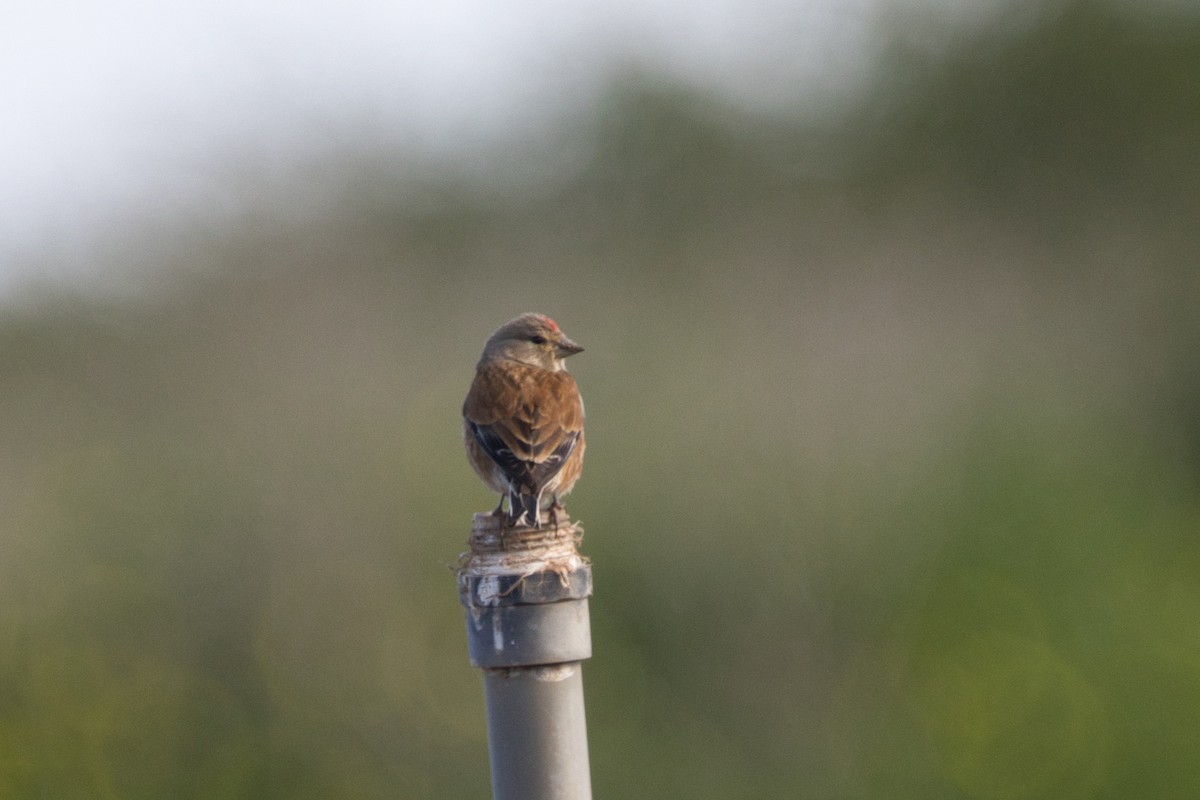 Eurasian Linnet - Tomas Mazak