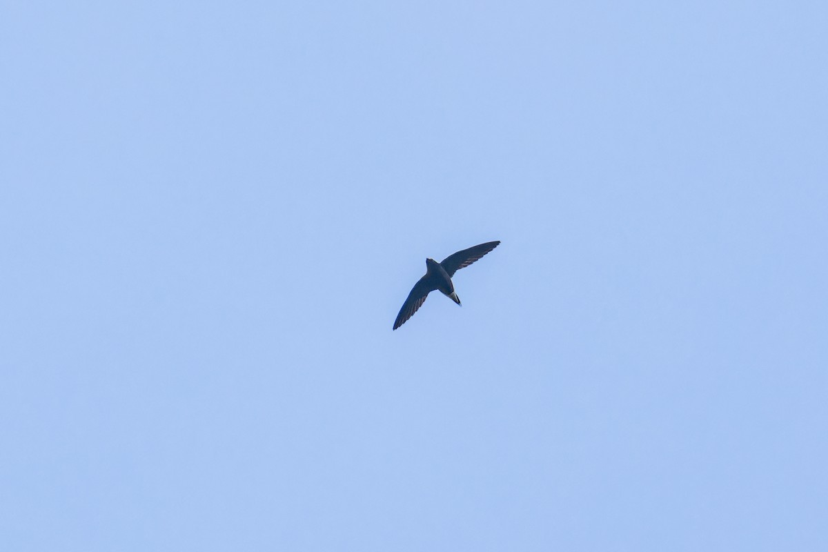 Brown-backed Needletail - ML612736767