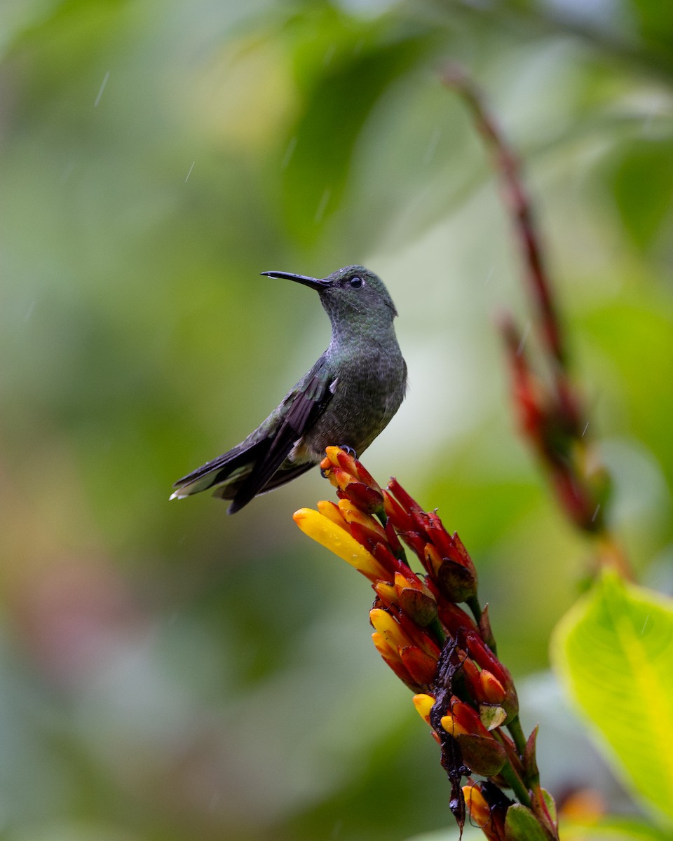 Scaly-breasted Hummingbird - Michelle MacKenzie