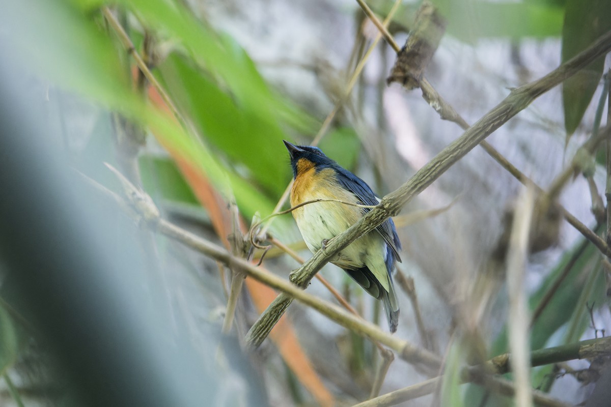 Chinese Blue Flycatcher - ML612736782