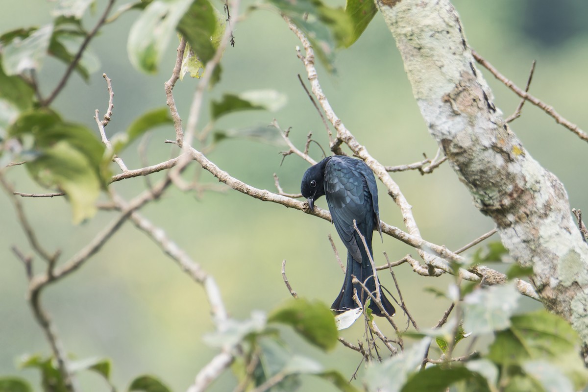 Square-tailed Drongo-Cuckoo - ML612736787