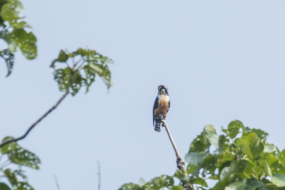 Black-thighed Falconet - Wich’yanan Limparungpatthanakij