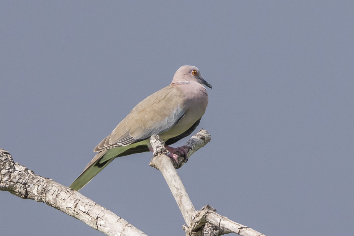 Sunda Collared-Dove - ML612736824