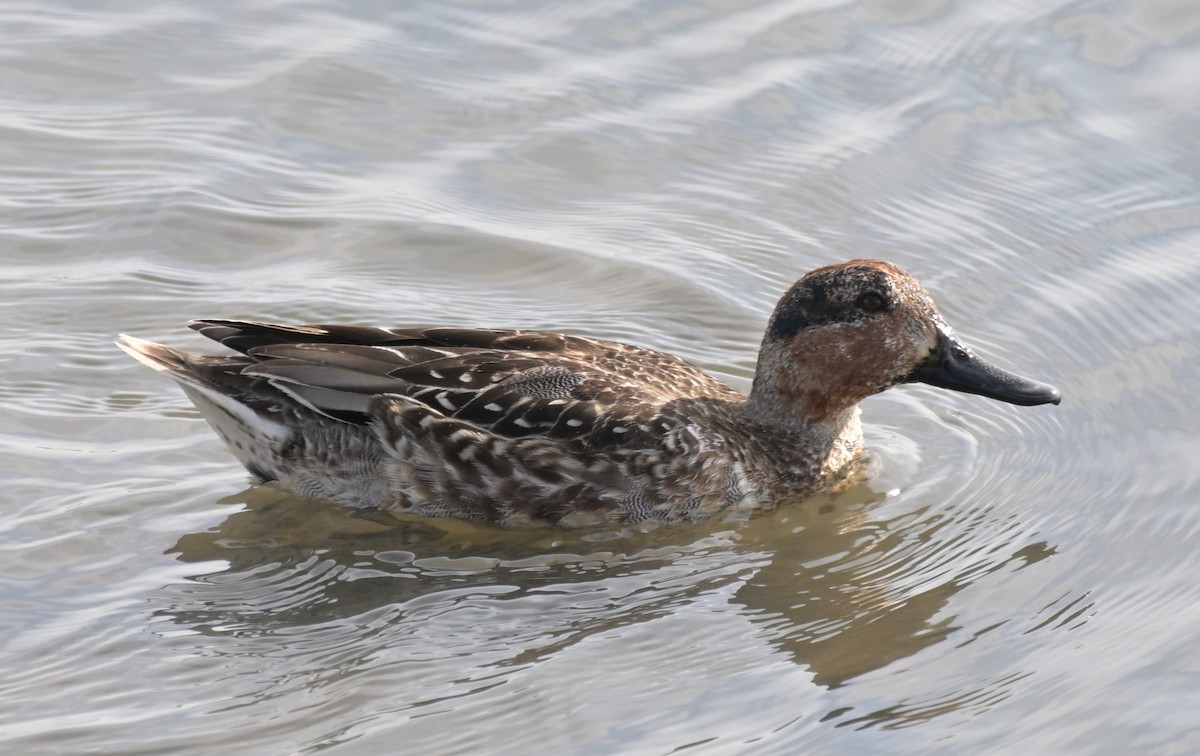 Green-winged Teal - ML612736855