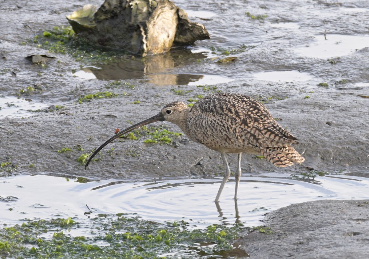 Long-billed Curlew - ML612736874