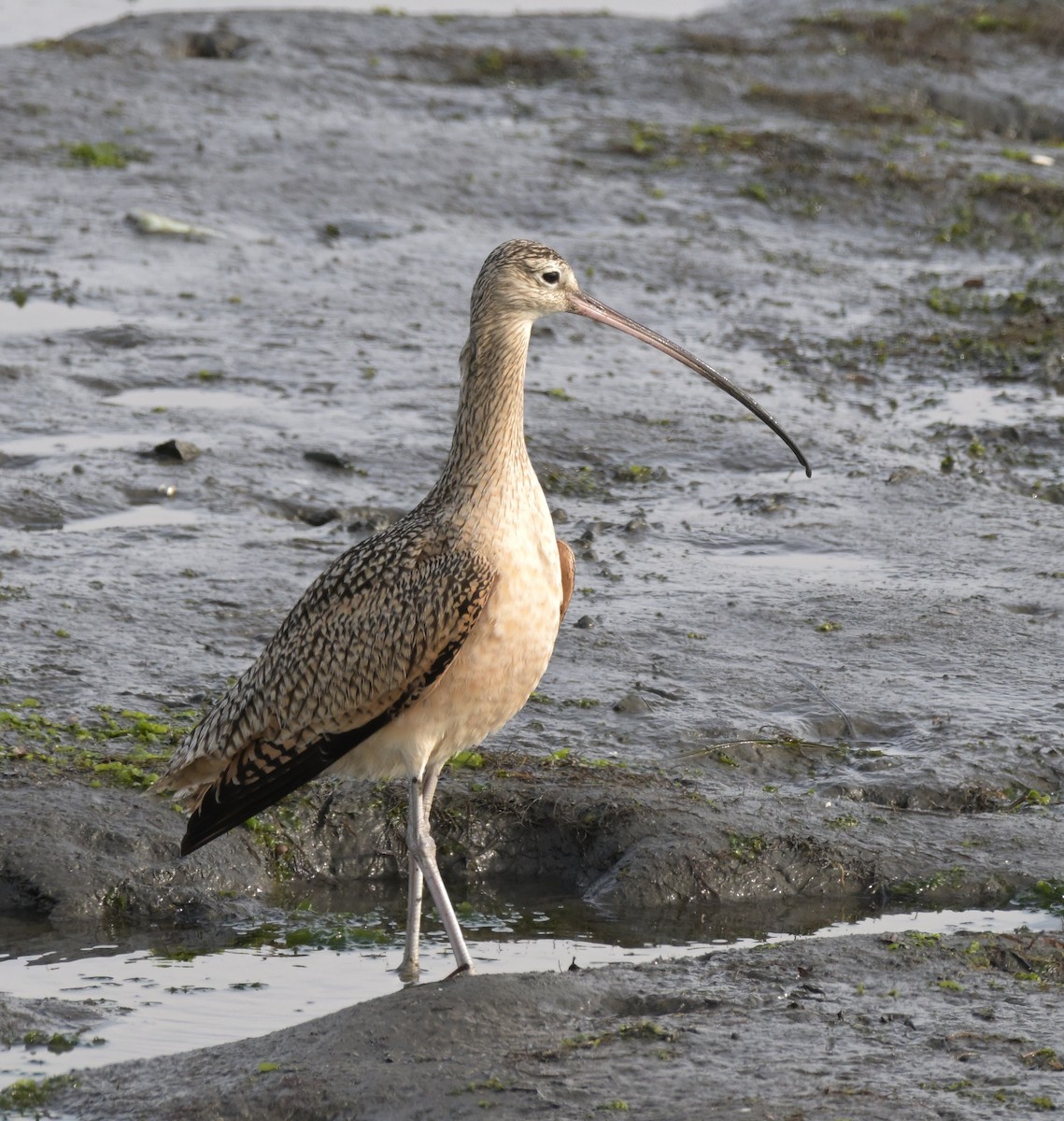 Long-billed Curlew - ML612736875