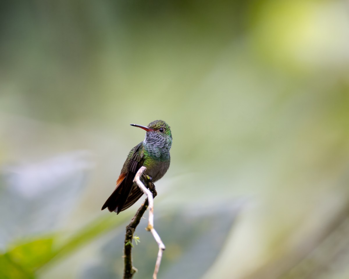 Rufous-tailed Hummingbird - Michelle MacKenzie
