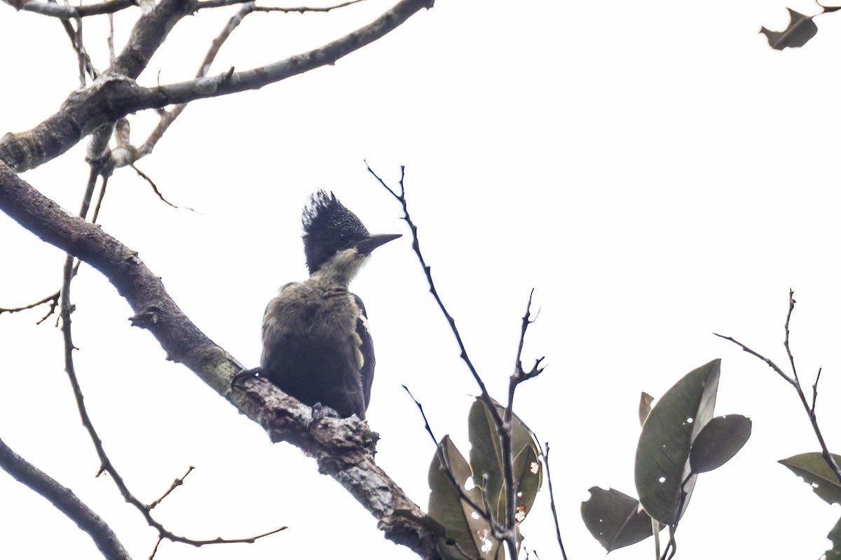 Heart-spotted Woodpecker - ML612736896