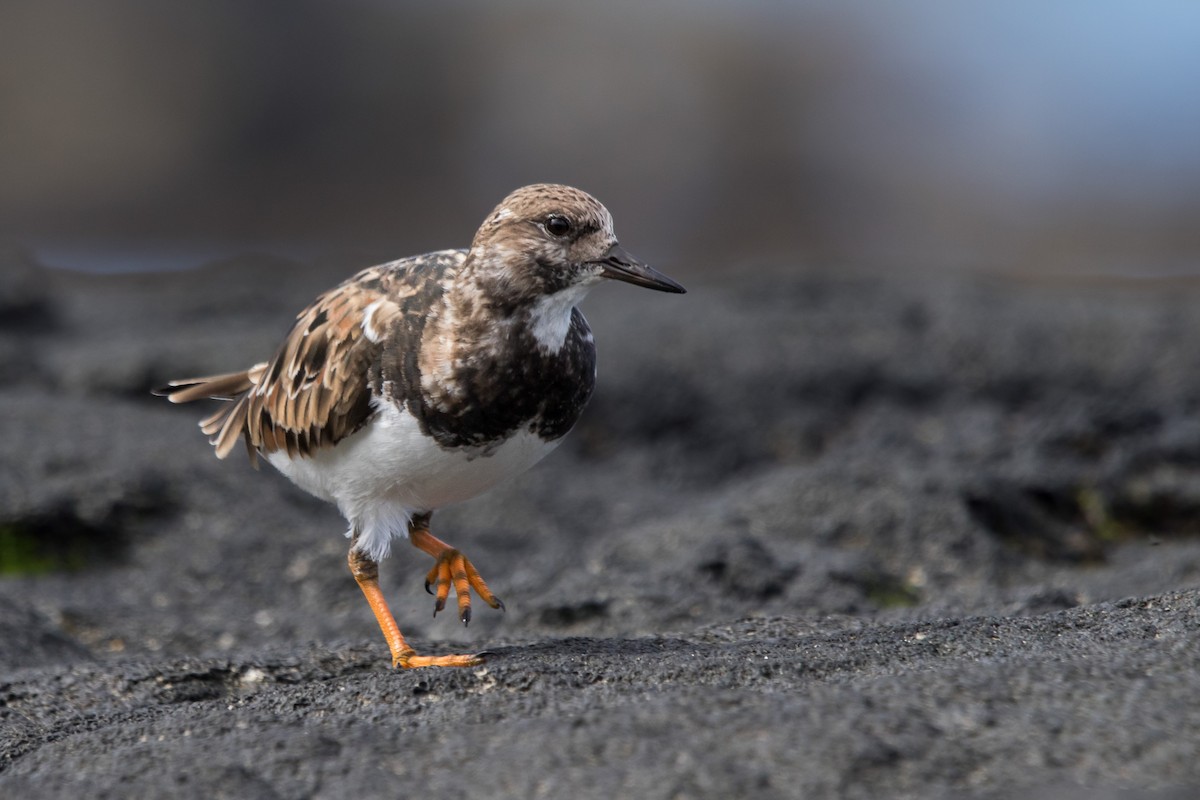 Ruddy Turnstone - Cadeo Scott Schipper