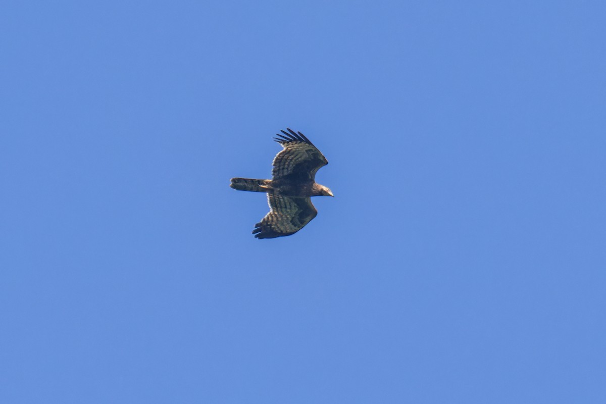 Oriental Honey-buzzard - Wich’yanan Limparungpatthanakij