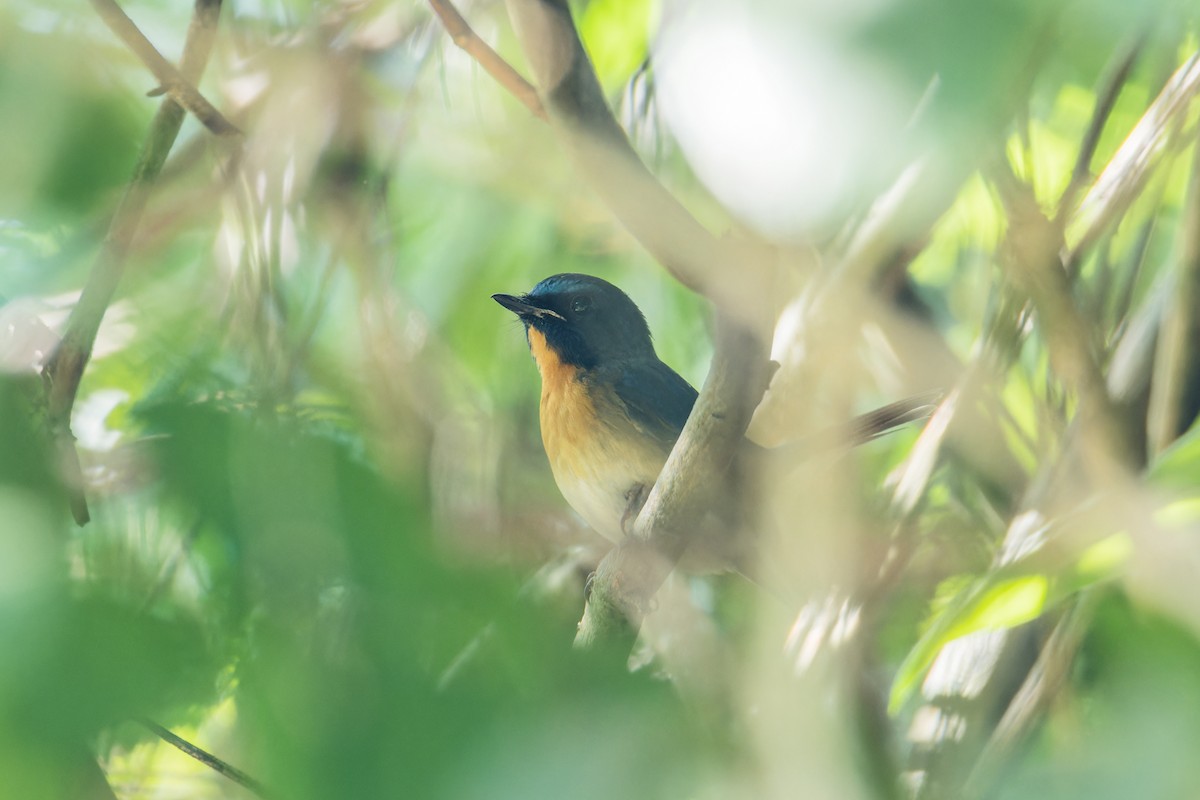 Chinese Blue Flycatcher - ML612736973