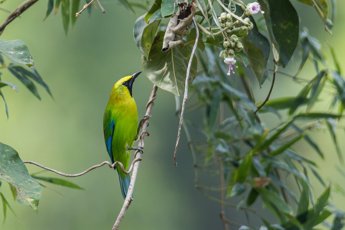 Verdin à ailes bleues - ML612736979