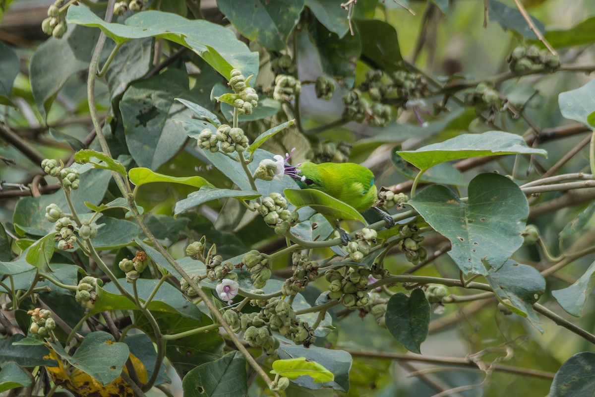 Blue-winged Leafbird - ML612736980