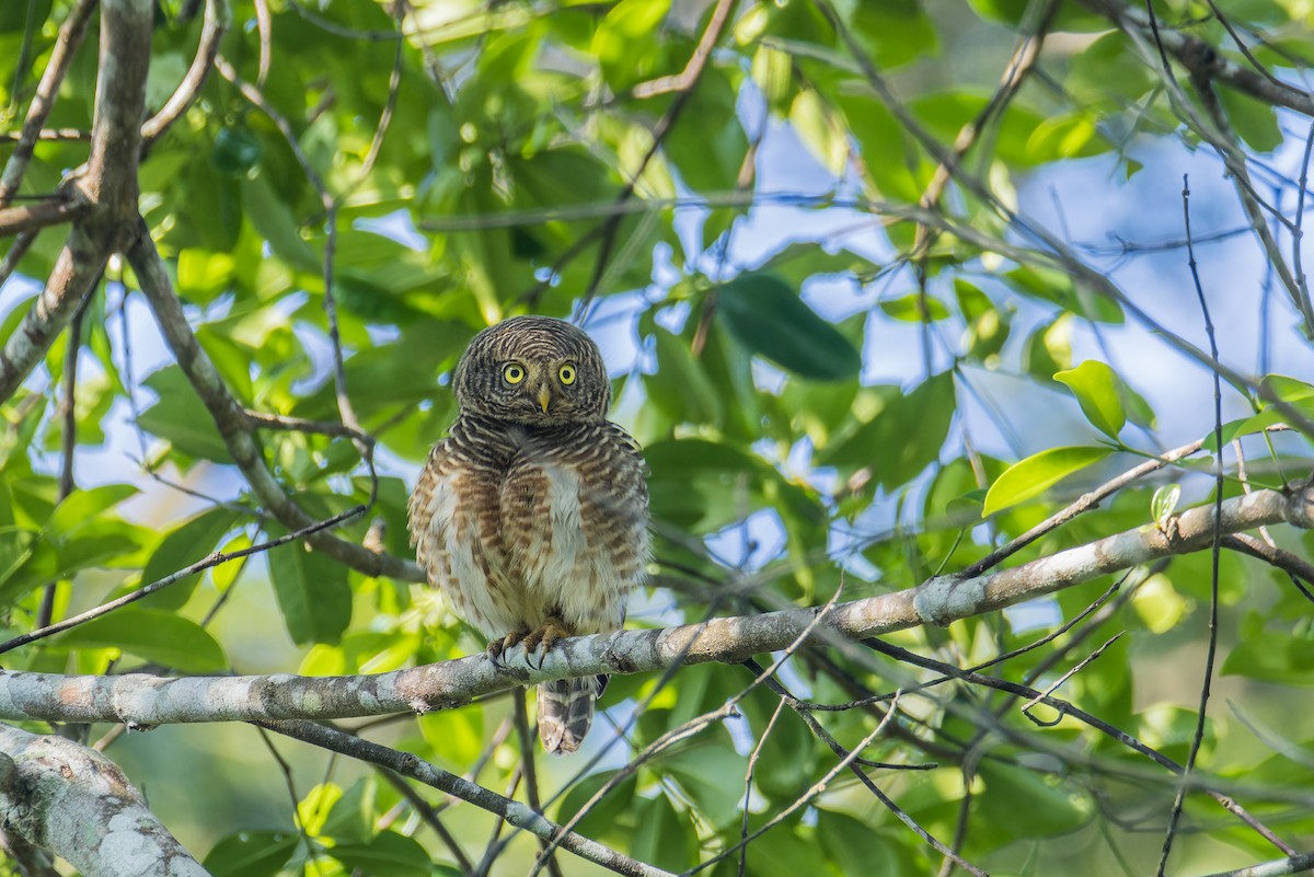 Asian Barred Owlet - ML612736989