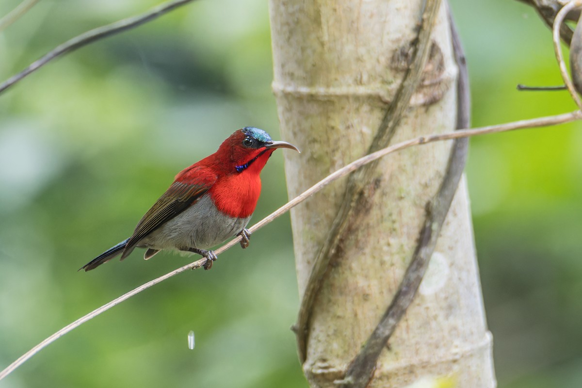 Crimson Sunbird (Goulpourah) - ML612736999