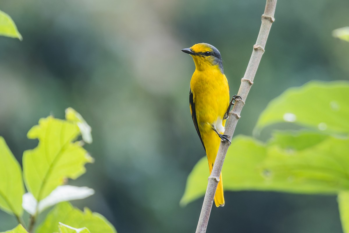 Scarlet Minivet (Scarlet) - ML612737005