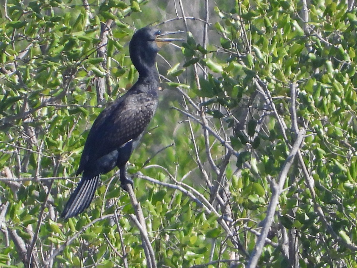 Indian Cormorant - ML612737066